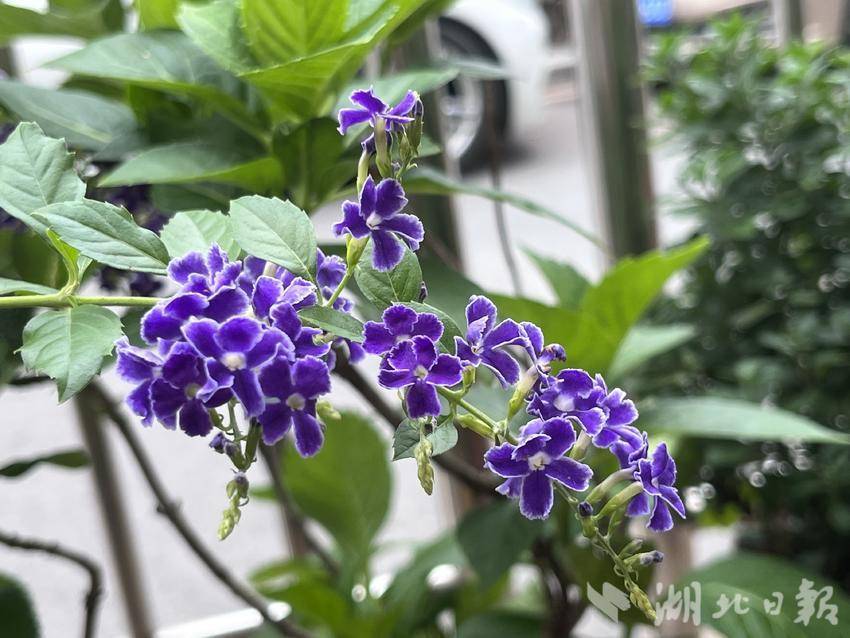 现在阿拉德mg手机绑定